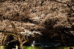 夜桜