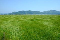 実りの波