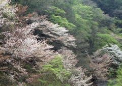 谷の桜