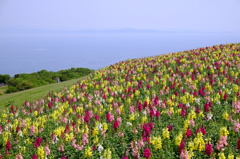 花咲く丘