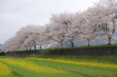 桜街道