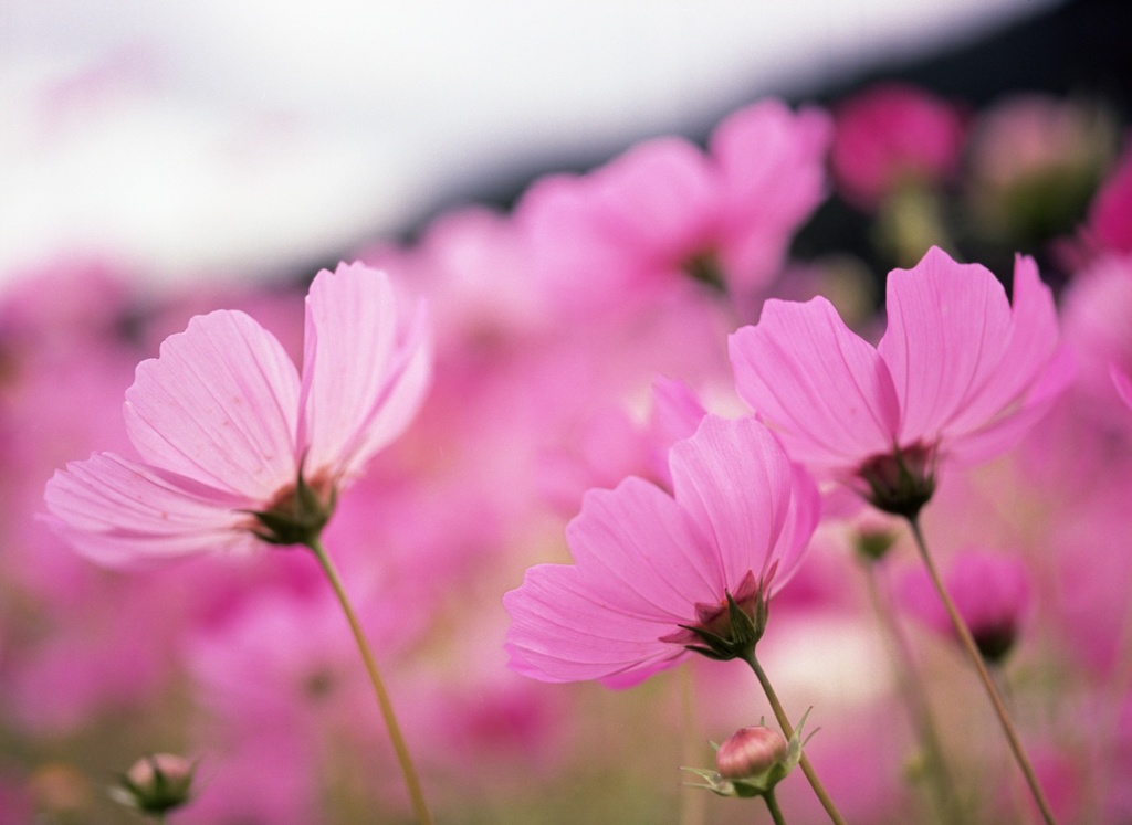 秋桜