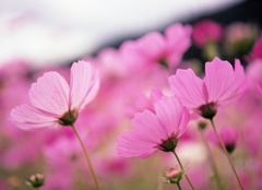 秋桜