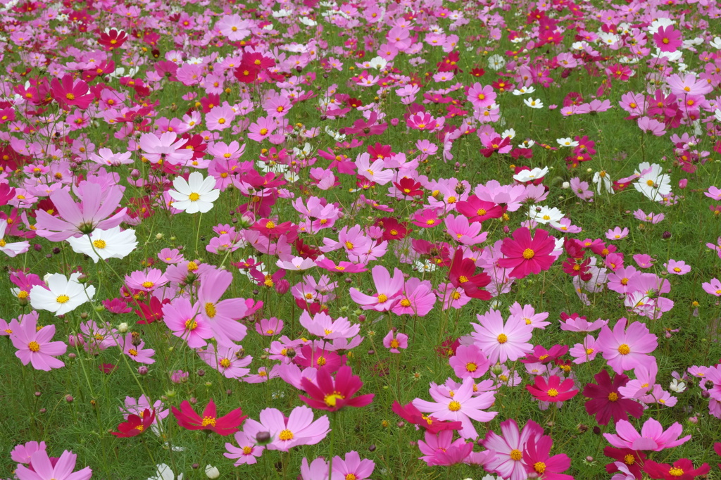 秋桜絨毯２