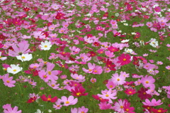 秋桜絨毯２
