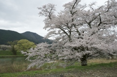河畔の古老
