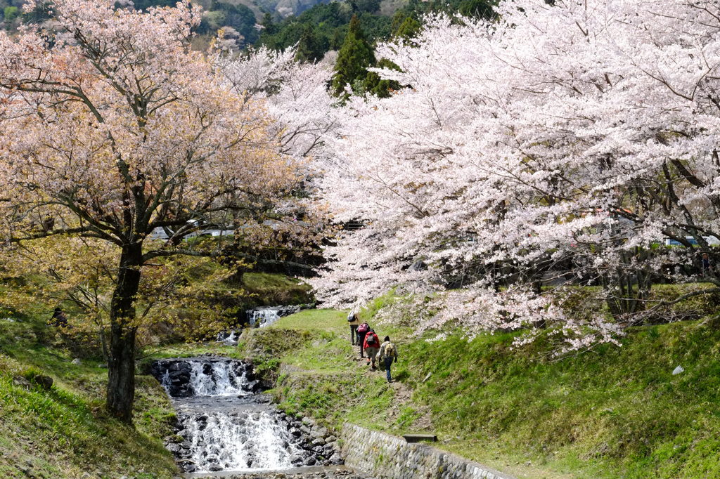 お花見