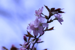 SAKURA