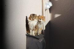 眼光