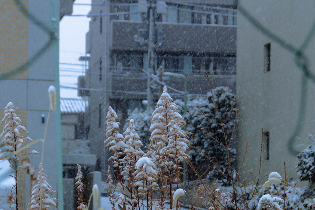 ミニ樹氷