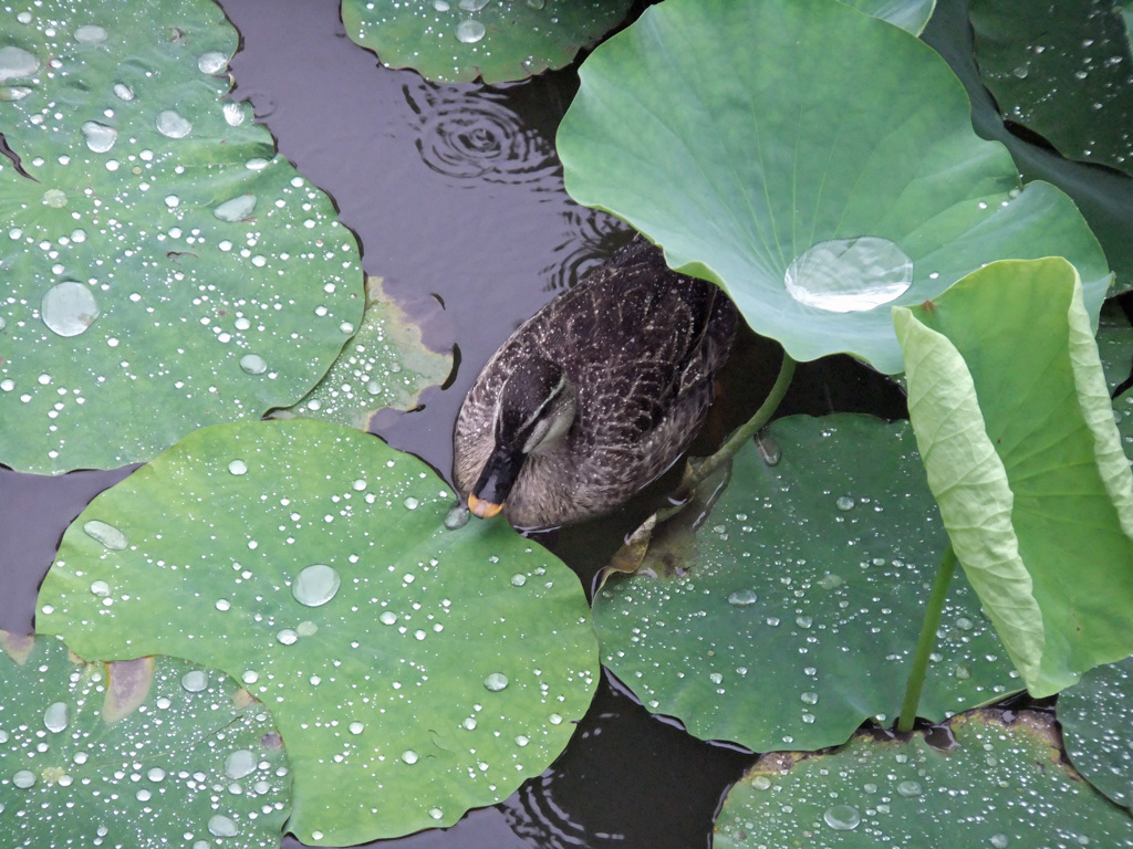 あまやどり