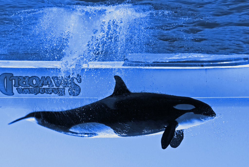 Splash