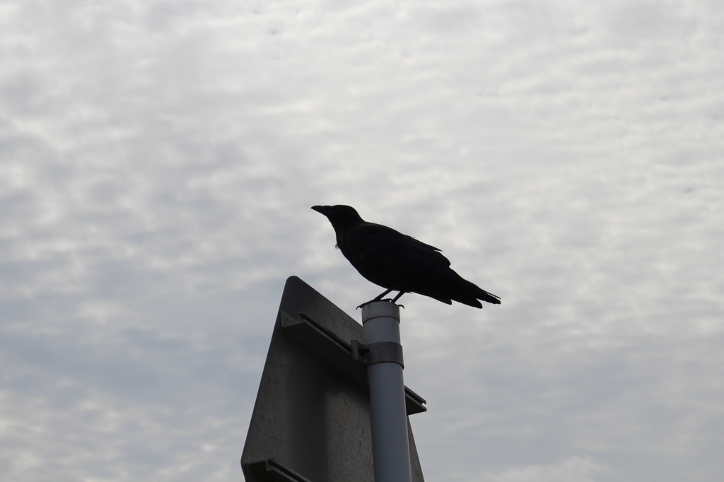 野付半島のカラス