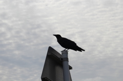 野付半島のカラス