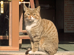 中国の猫　その２