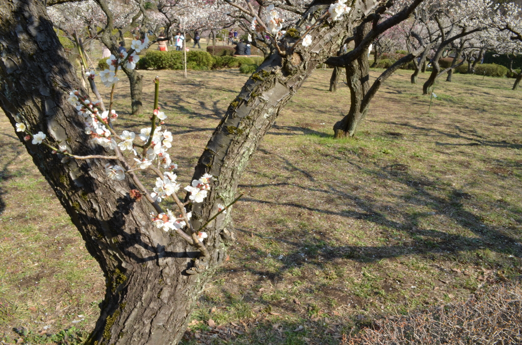 薬師池公園の梅5