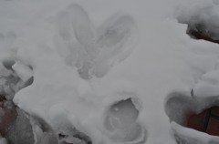 雪に描いたハート