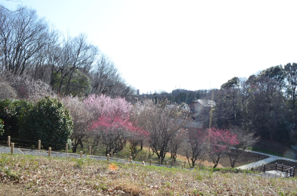 薬師池公園の梅3