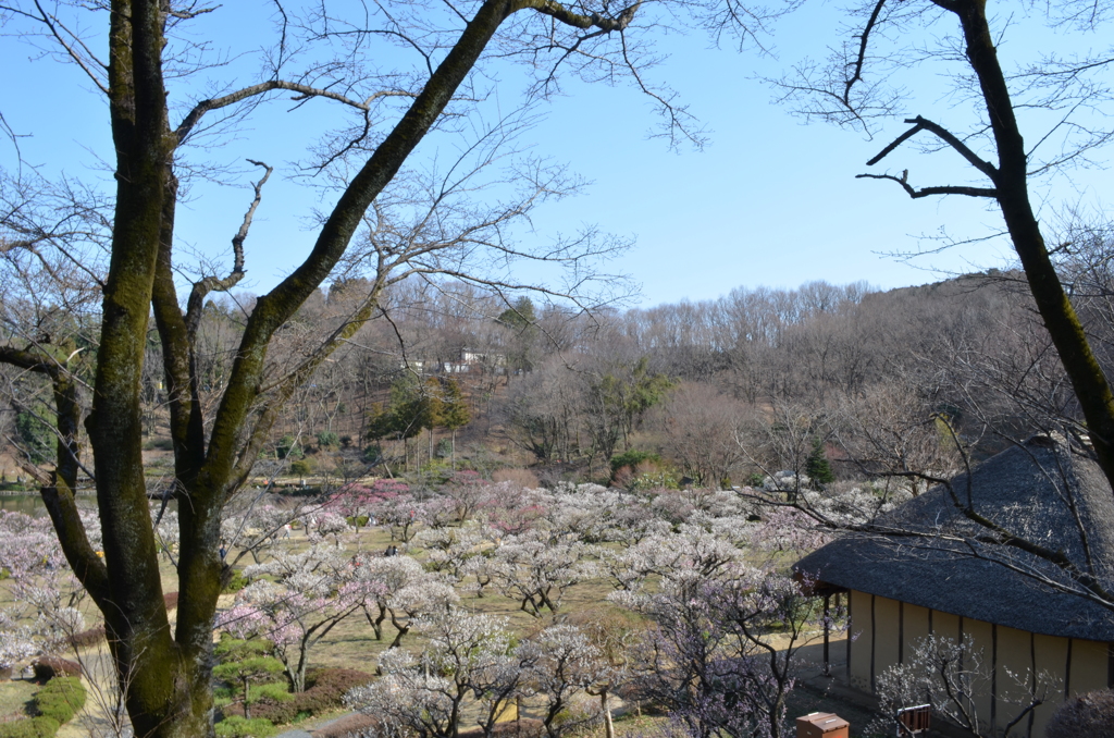 薬師池公園の梅4