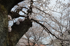 のびのび桜