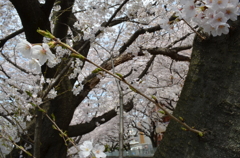 桜５