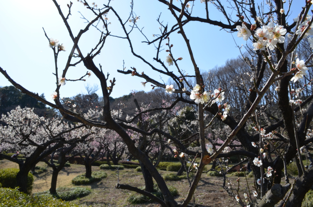 薬師池公園の梅1