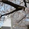 桜６