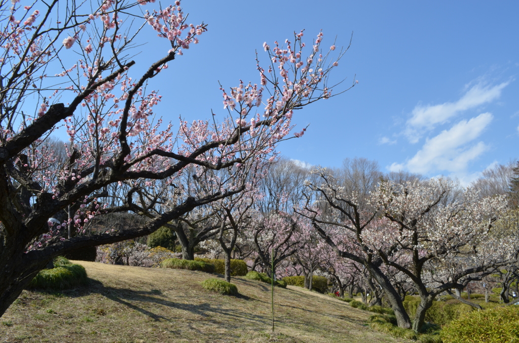 薬師池公園の梅2