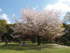 清澄庭園　大きな桜の木