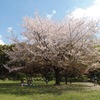 清澄庭園　大きな桜の木