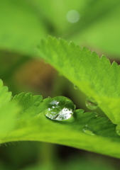 雨宿り