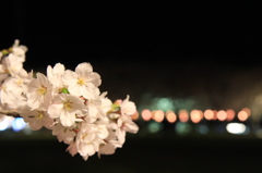忠元公園　夜桜