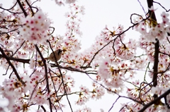 スズメと桜