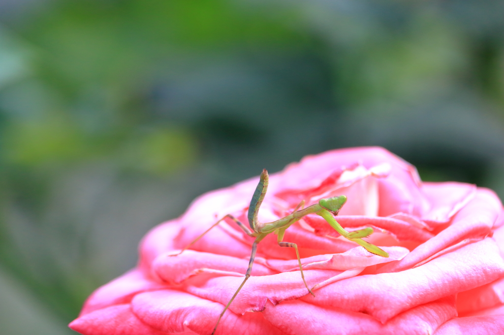 昆虫観察 2015（かまきり）
