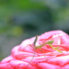 昆虫観察 2015（かまきり）
