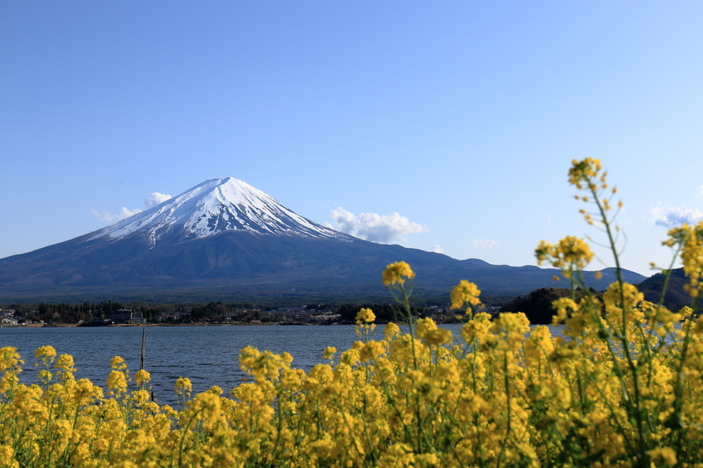 菜の花と富士山