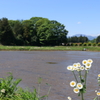のどか