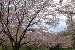 よく見ると桜吹雪