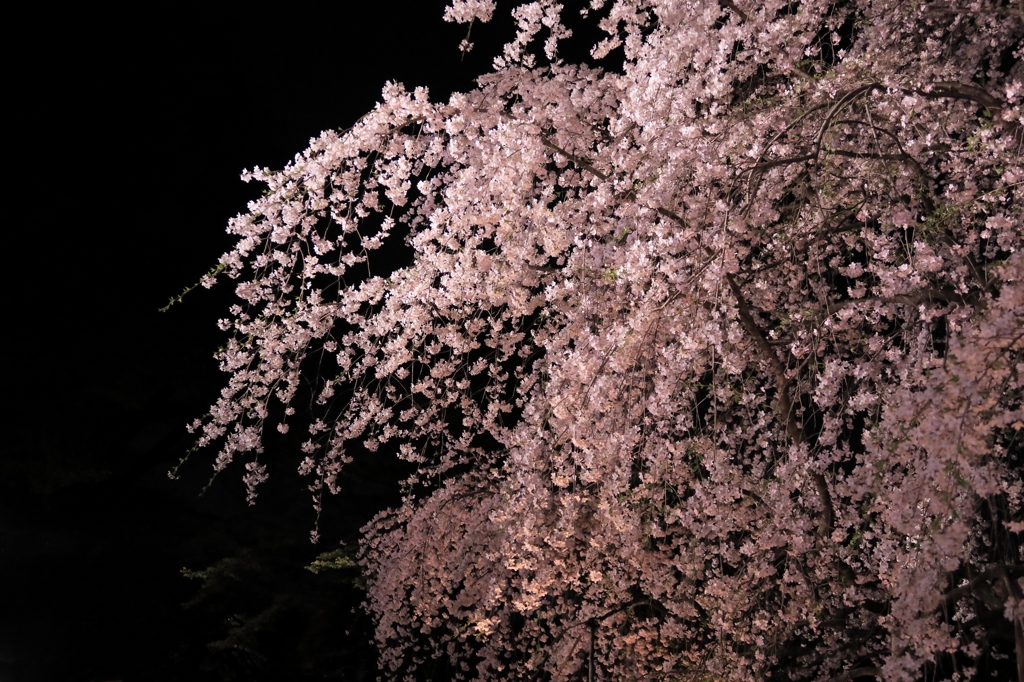 しだれ桜（六義園）