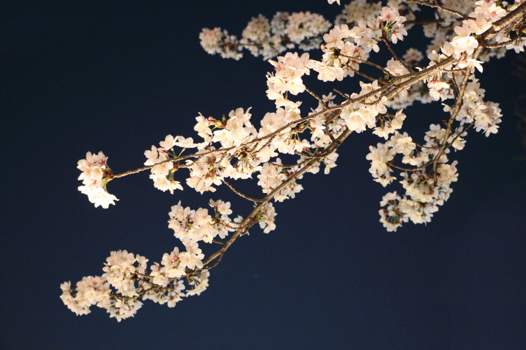 夜桜