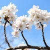 桜３兄弟