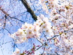 桜は他人と仲良く爽やかに咲かせます(^-^)