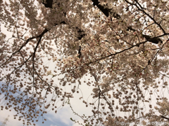 桜満開の下、鉄塔は見ていた 〜CherryBlossom peace