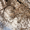 桜満開の下、鉄塔は見ていた 〜CherryBlossom peace