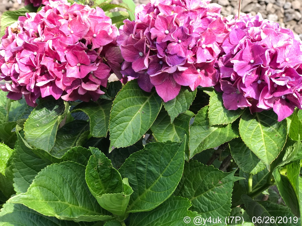 梅雨の晴れ間4ヶ所へ旅Go！紫陽花発見！葉と2トーン(57mm側:iPhone)