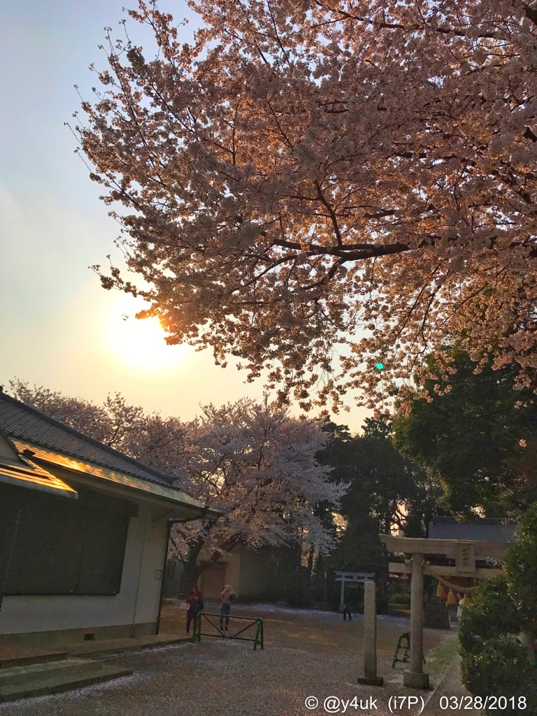 Sunset Cherryblossom 夕陽と桜〜逆光〜みんなiPhoneで！