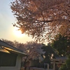Sunset Cherryblossom 夕陽と桜〜逆光〜みんなiPhoneで！