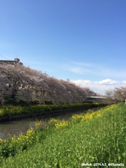 桜と菜の花と川と青空と