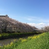 桜と菜の花と川と青空と