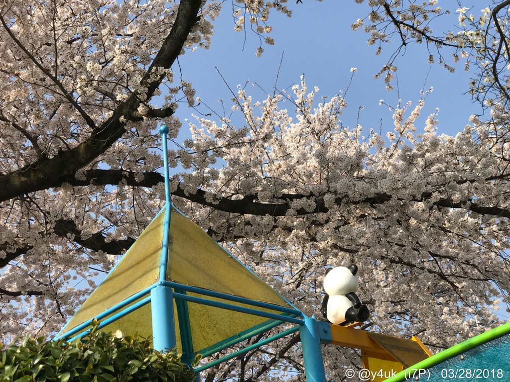 桜満開に今年もお花見してた大好きパンダ(^o^)〜57mm側i7Plus